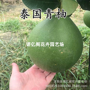 ���Ә���޽��ݿhɳ���ֹ�t�������t����̩���t��ʯ�ļ����֎���