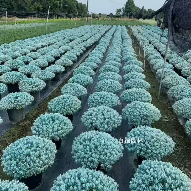 芙蓉菊盆栽苗基地直供精品花境彩叶植物老桩芙蓉菊玉芙蓉花卉