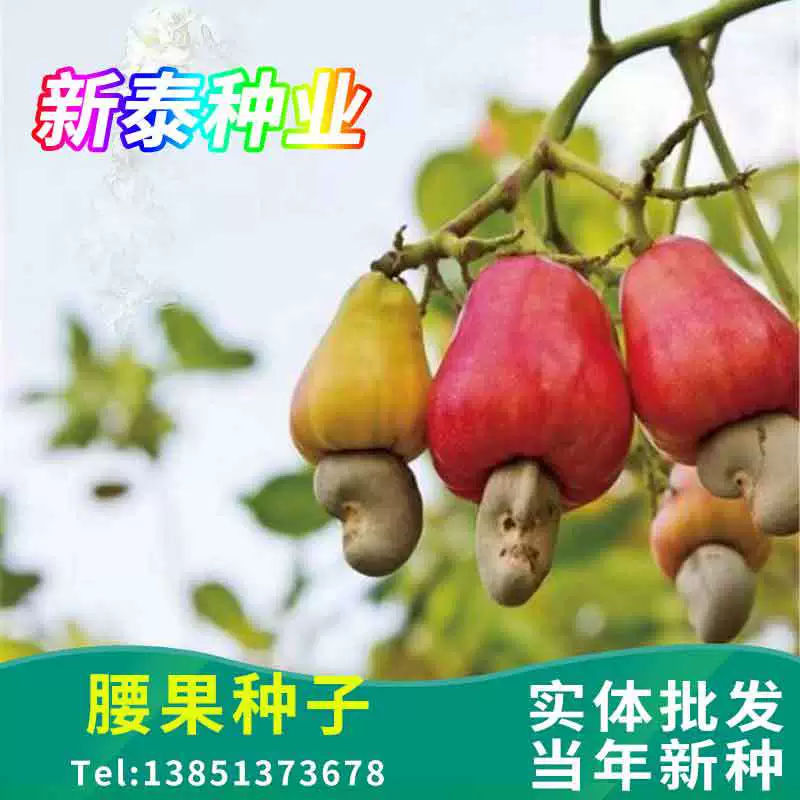 Высокая Урожайность Семян Кешью Курица Кешью Семена Средний Шоу Фруктов Дерево Кешью Высокая Питательная Ценность Четыре Семена Сухофруктов