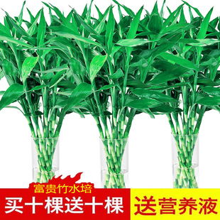 ���F��ˮ��ֲ��͏d�аlؔ���ӹ����߾Gֲ���Ի���ֲ���҃Ȼ�����