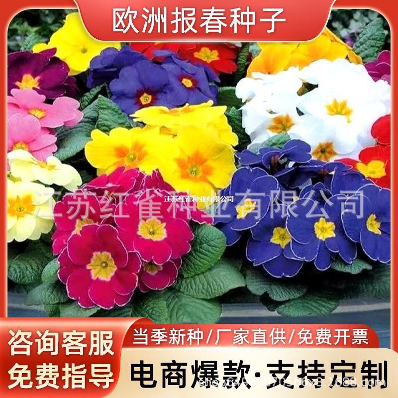 欧洲报春种子春秋播耐寒盆栽花种阳台庭院景观花卉种子报春花到付