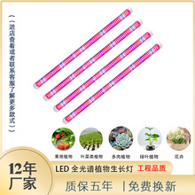 T8LED全光谱植物灯管育苗组培灯花卉水培叶蔬菜多肉上色补光灯管