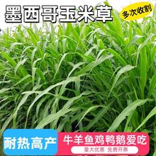 墨西哥玉米草种籽四季高产多年高丹苏丹草喂鸡鸭鹅牛羊鱼牧草种子