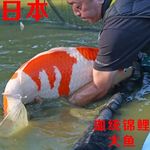 日本正宗红白三段锦鲤昭和黄金大正纯种观赏鱼淡水长尾好养大锦鲤