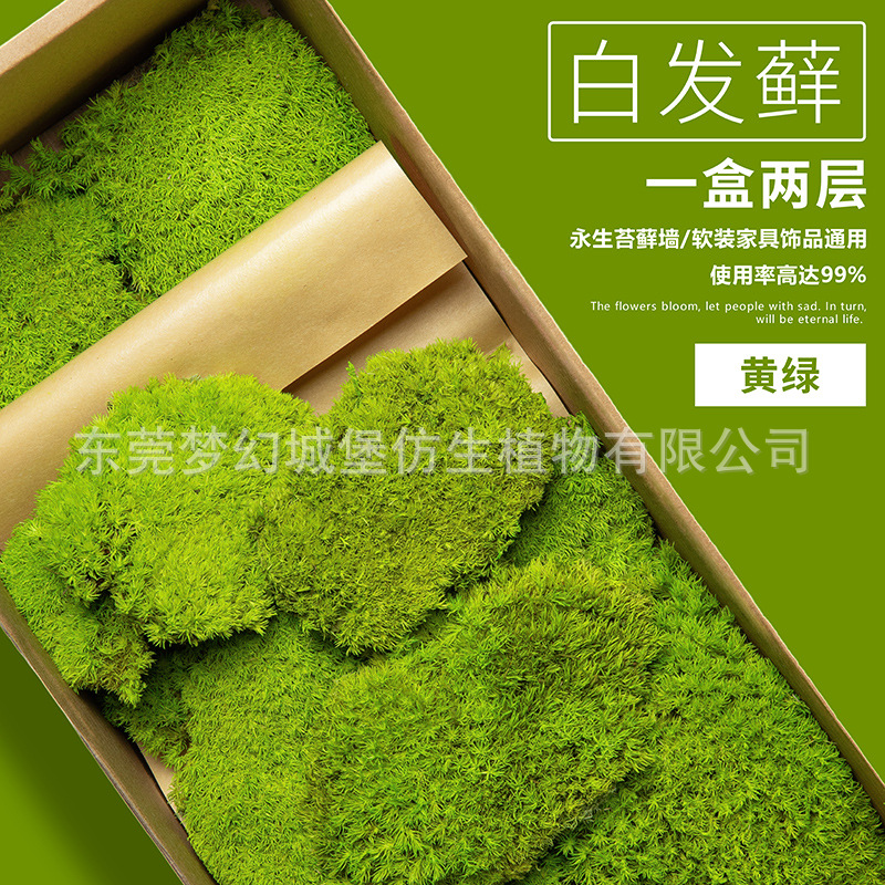 Musgo eterno musgo simulación planta pelo blanco musgo gris musgo grande interior seco paisaje piedra seco musgo verde planta