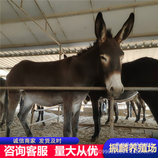 ɽ�|�������H��r�� �������H�r���������H�H���Bֳ