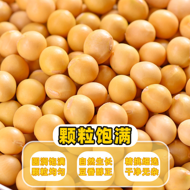 黄豆新货东北农家自种大豆发豆芽五谷杂粮煲汤营养早餐打豆浆|undefined