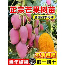 芒果树苗金煌四季芒果苗树嫁接桂七阳台庭院盆栽地栽好养当年结果