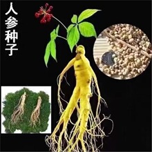 长白山人参种子一年四季种植盆栽东北西洋参种子草本植物药材种子