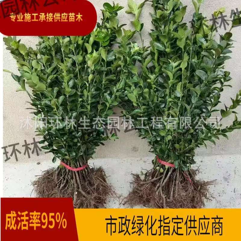 大叶黄杨冬青苗四季常青耐寒耐旱植物庭院篱笆墙围栏公园小区绿化