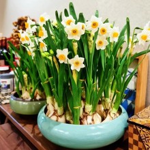 漳州水仙花种球种子特级水养花卉球根大球室内外冬季水培植物盆栽