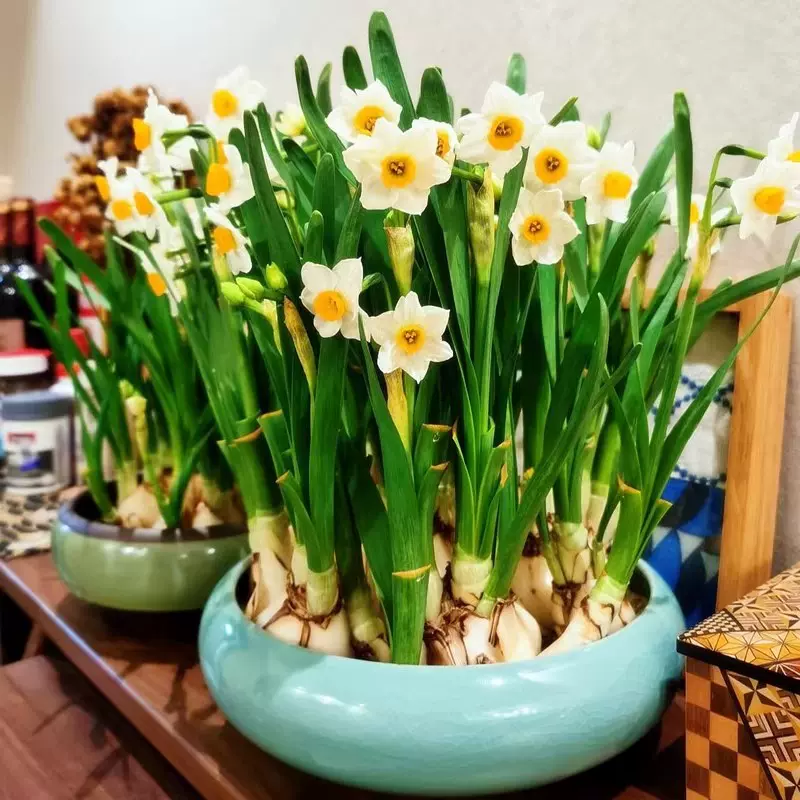 漳州水仙花种球种子特级水养花卉球根大球室内外冬季水培植物盆栽