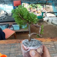 济州真柏小品盆景室外室内实物拍摄随机发货原图中一模一样的没有