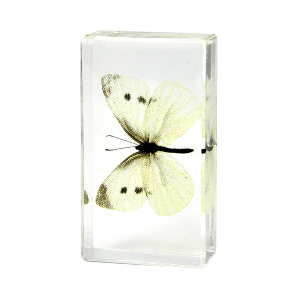 7.3CM Medium Cabbage White Butterfly