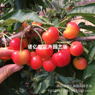 �޽Ӽt�ۙ��������Ҙ�����͸���ԙ��Ҙ����Ϸ������Nֲ����Y��