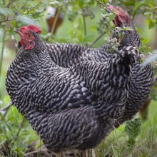 活体芦花鸡苗价格 农村散养成年黑种小芦花鸡 养殖场出售芦花鸡