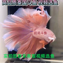 ̩����ɫ���~�޶���β�Ͱ��¶��~ҕ�l�x���w�Ꭷ�^�p�����~