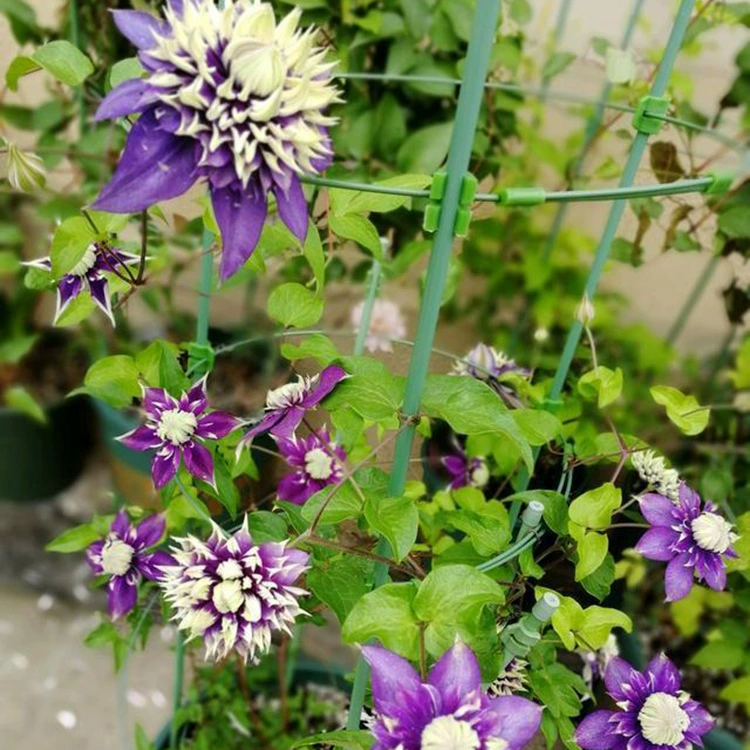 Оптовая Рассада Клематисов Текущий год Цветущие вьющиеся растения Жозефина Утопия Двор Балкон Виноградная лоза Королева