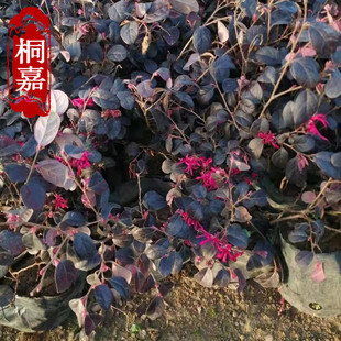 �t���^ľ�� �t�^ľ�� �t�^ľ����ع��� ��� Ҏ���Rȫ�S�ҹ���