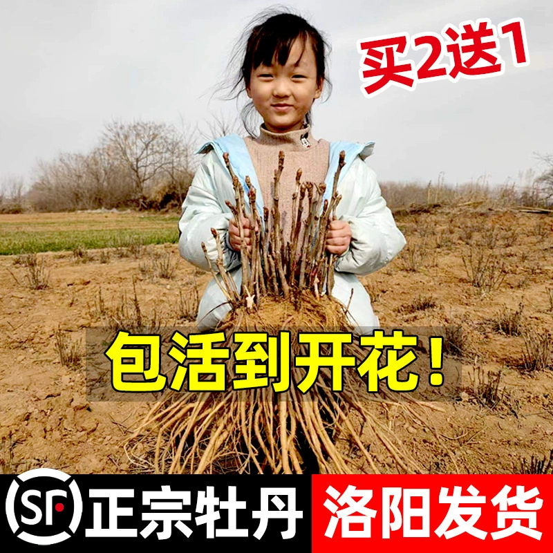 Аутентичная рассада пиона в горшке Luoyang Old Pile с бутоном цветка Морозостойкие двойные лепестки Зеленые цветы растений Виды цветов рассады пиона