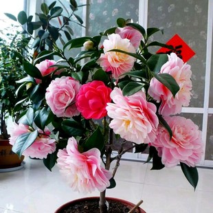 �軨�������������軨��������ֲ���ļ��_��ɽ��ɫ�൤�҃ȝ���