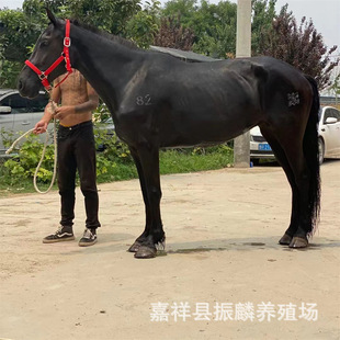 ���Iһƥ�õ��T���R �T���RƷ�N�R�r�� �Rƥ��B�l��