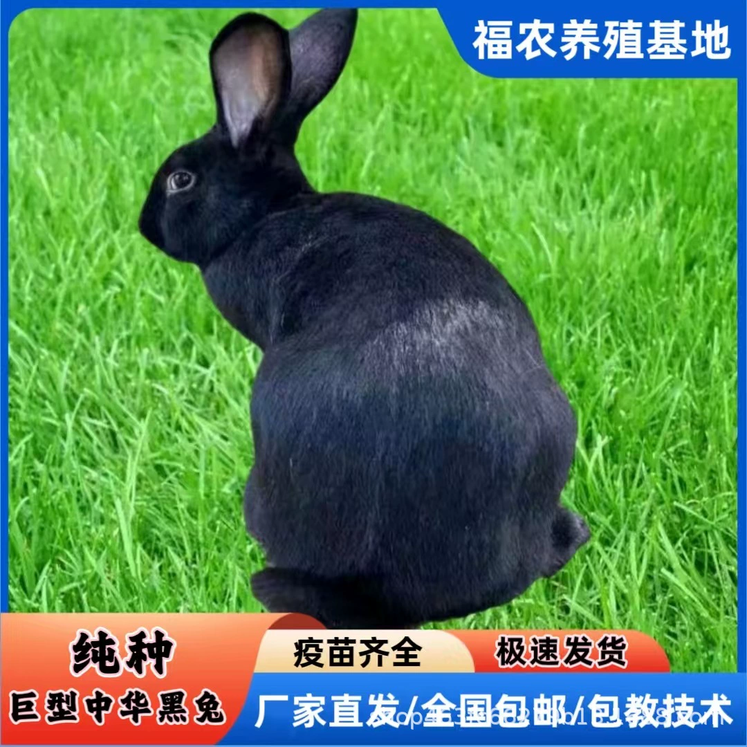 Профессиональное разведение мясных кроликов, чистокровные китайские черные кролики, живые крупные черные кроличьи резервные кутикулы оптом, можно разводить как в северных, так и в южных регионах.