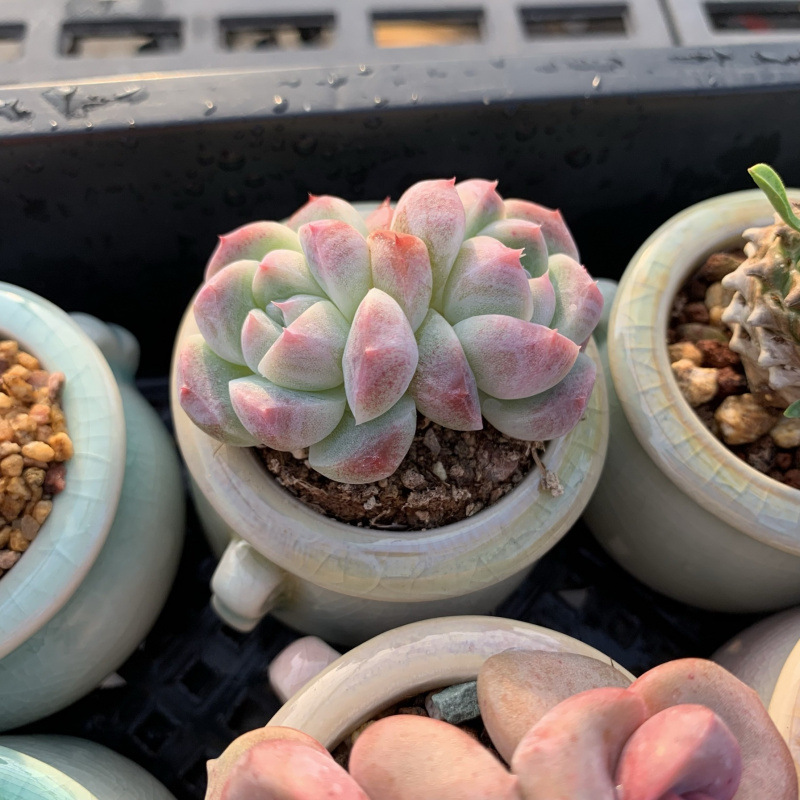 小さな多肉植物、超かわいい、貴重で希少な親指鉢、ミニ鉢植え、鉢付き多肉植物鉢植え、小さな古い支柱|undefined