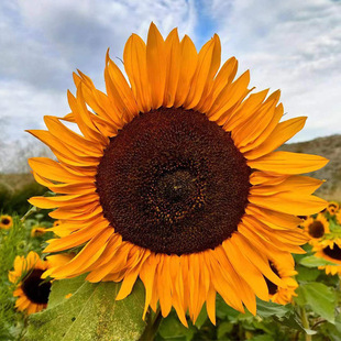 Sunflower Seeds Are Short, Tall, Edible, Easy to Grow in All Seasons, Ornamental Flower Seeds, Balcony Potted Outdoor Landscape