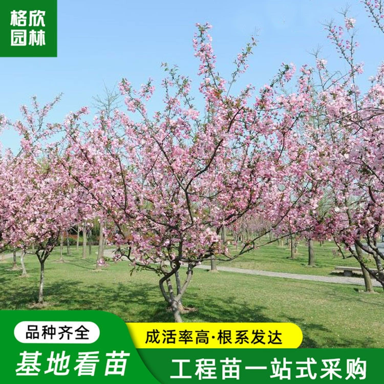 Висячие шелковые Бегония дерево база Оптовая проект защиты дерева двор декоративные горшечные растения Озеленение цветок кустарник двойной бегонии дерево