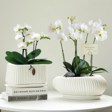 创意简约绿植大口径蝴蝶兰吊兰花盆多肉陶瓷家用客厅北欧批发大号