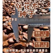 �N���ֹ����σx��ľ�N���֓u��L⏒��DIY���ϰ����Դ�^�S��