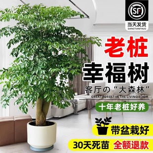 �Ҹ���͏d�������Ϙ��Gֲ�҃���ƽ�����辰����ȩֲ���ļ����B��