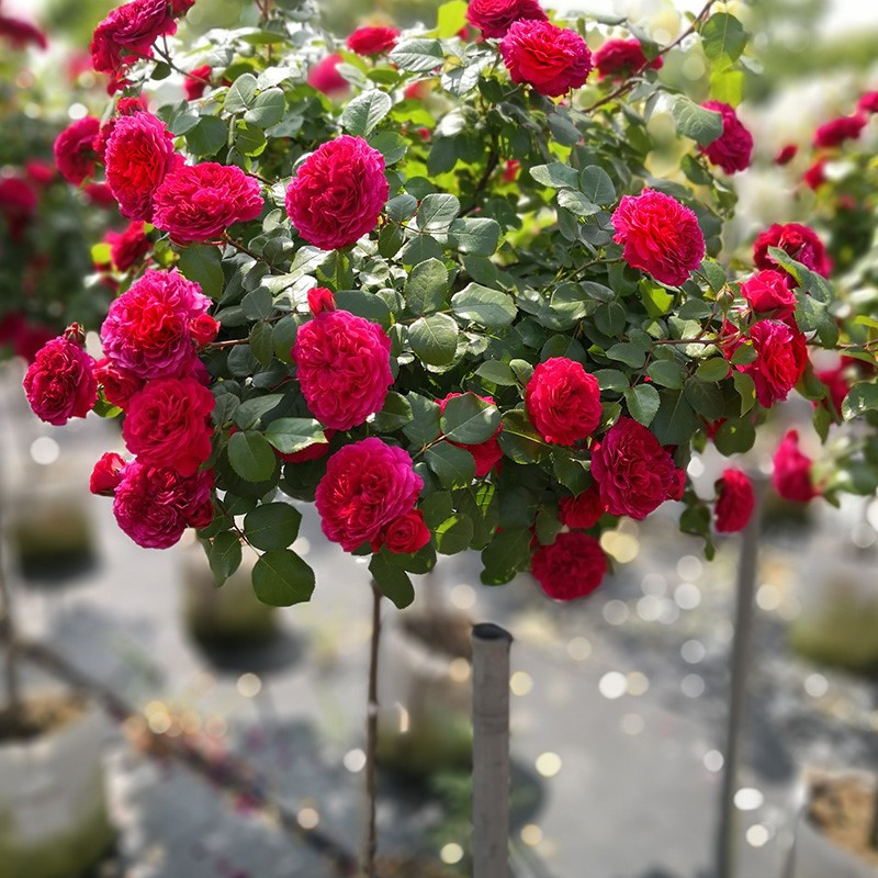 레드 다빈치 (폭발 추천) 가 계속 피어납니다.