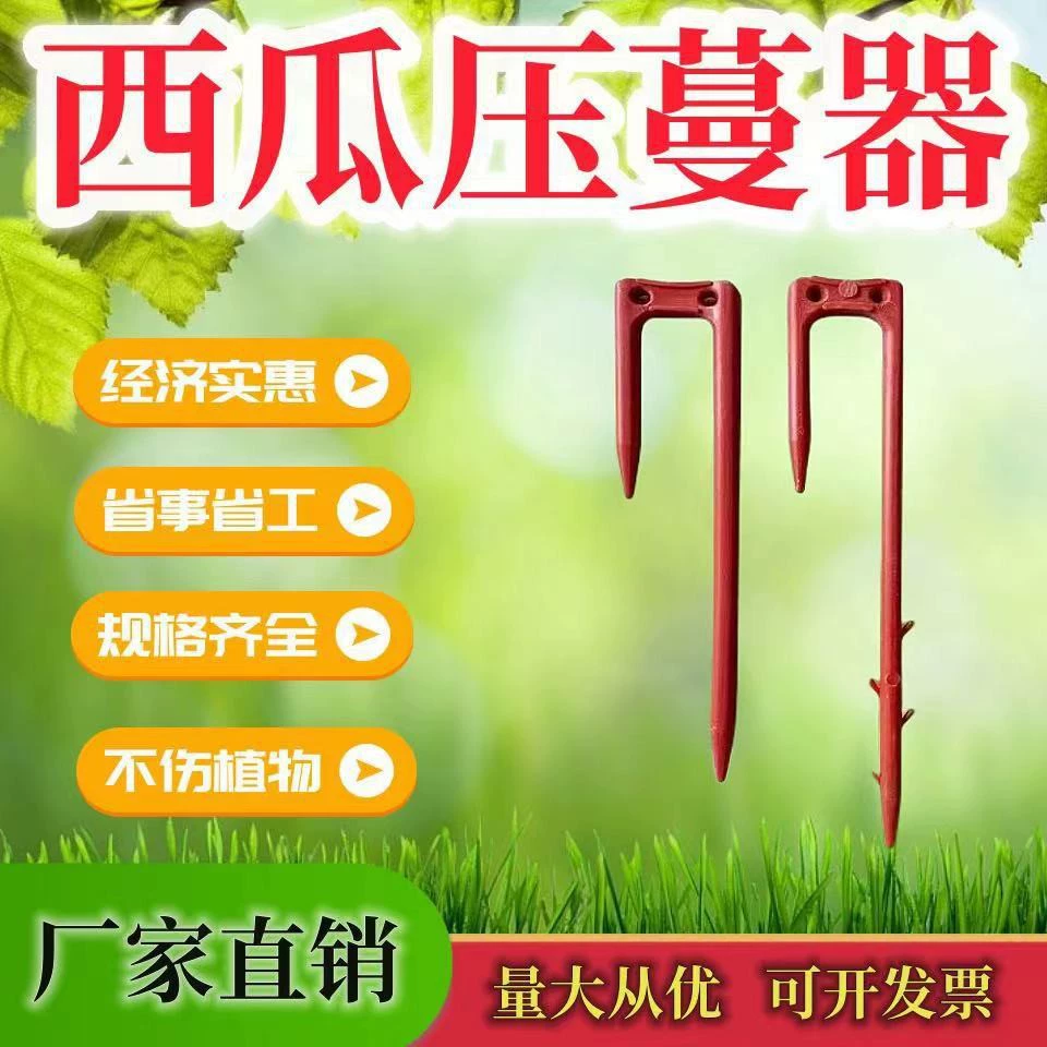 Клубничный прессованный саженец вилка арбуз прессованный вилка