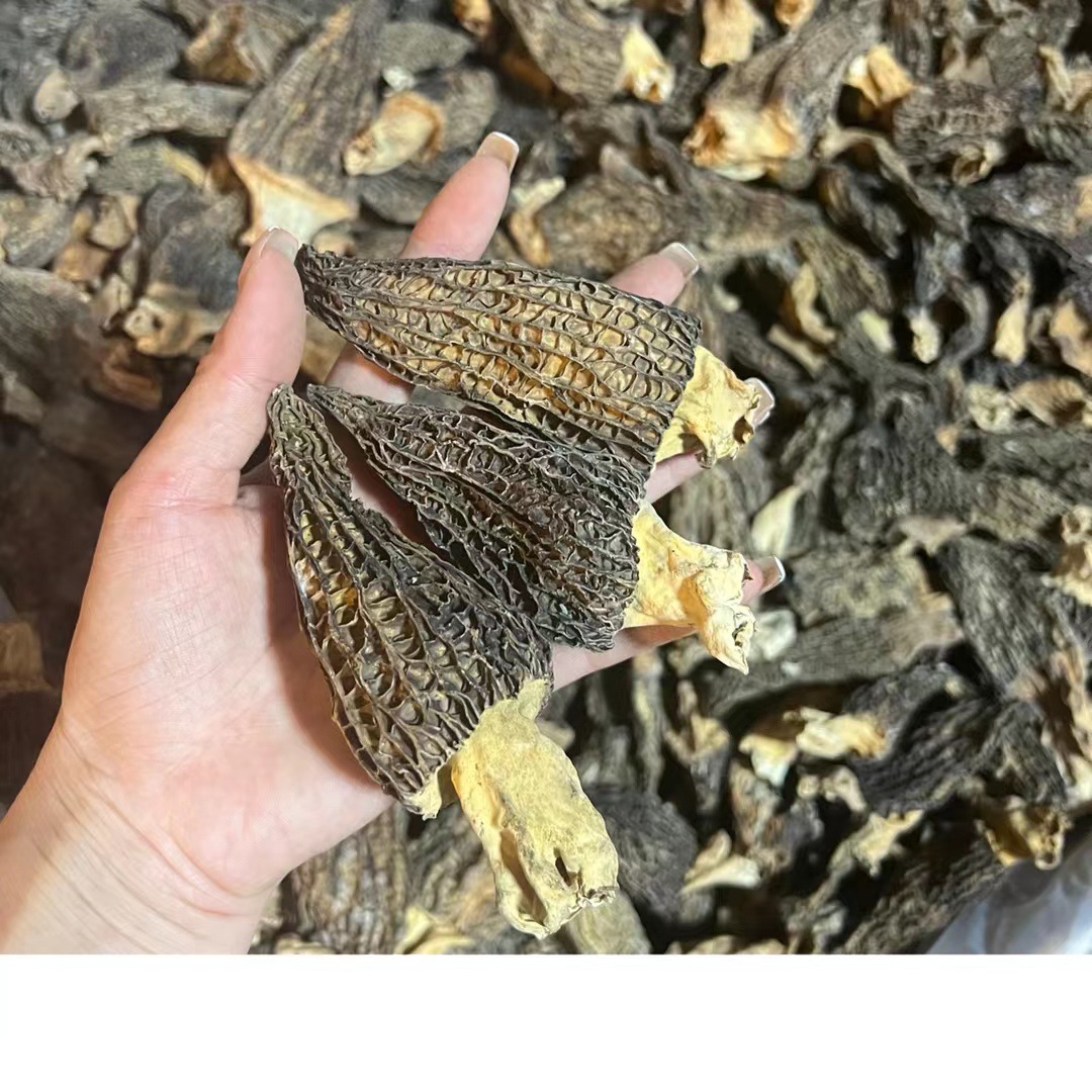笋货羊肚菌菇新货到厚肉大个羊肚菌干货云南250g羊肚菌大量批发