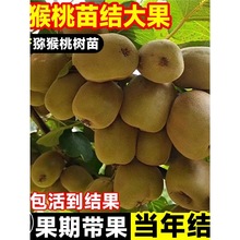 �J���Ҙ�������ͬ��t������ܛ���ϱ��ļ��Nֲ����Y��ͥԺ����