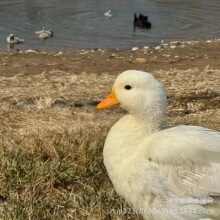  ԒB wȌ ẅBֳ ۃr