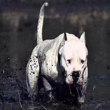 纯种杜高幼犬活体双血统大头版杜高犬大骨架阿根廷狩猎猛犬杜高犬