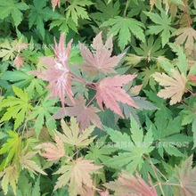 九角枫种子紫花槭种子假色槭籽景观林木籽播育苗高出芽率量大优惠