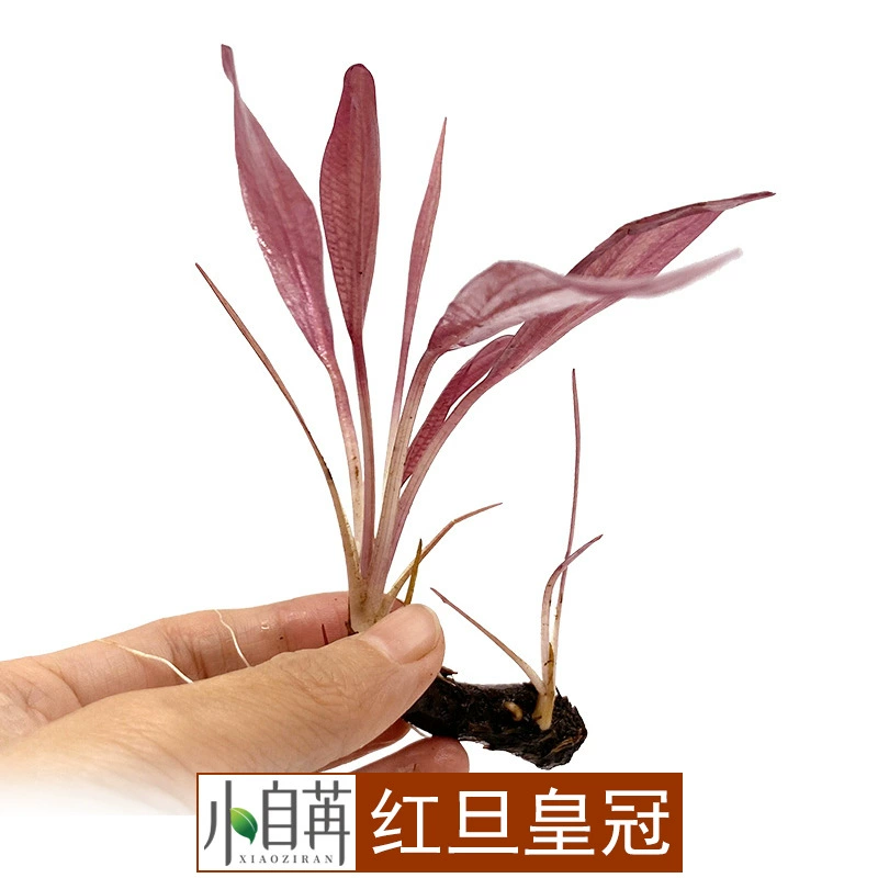 Hongdan Голова Настоящая водяная трава пастбища Прямая оптовая продажа Корона аквариум живая одна голова хороший минус После сцены