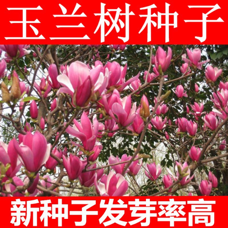 玉兰花种子 紫玉兰种子红玉兰种子山玉兰广玉兰种子黄玉兰玉兰苗