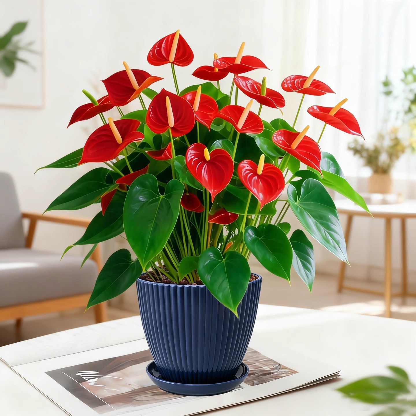 Anthurium potted plant [4-5 flowers] + simple blue pot