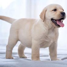 纯种拉布拉多犬幼犬活体出售拉布拉多导盲犬赛级家养宠物狗狗幼崽