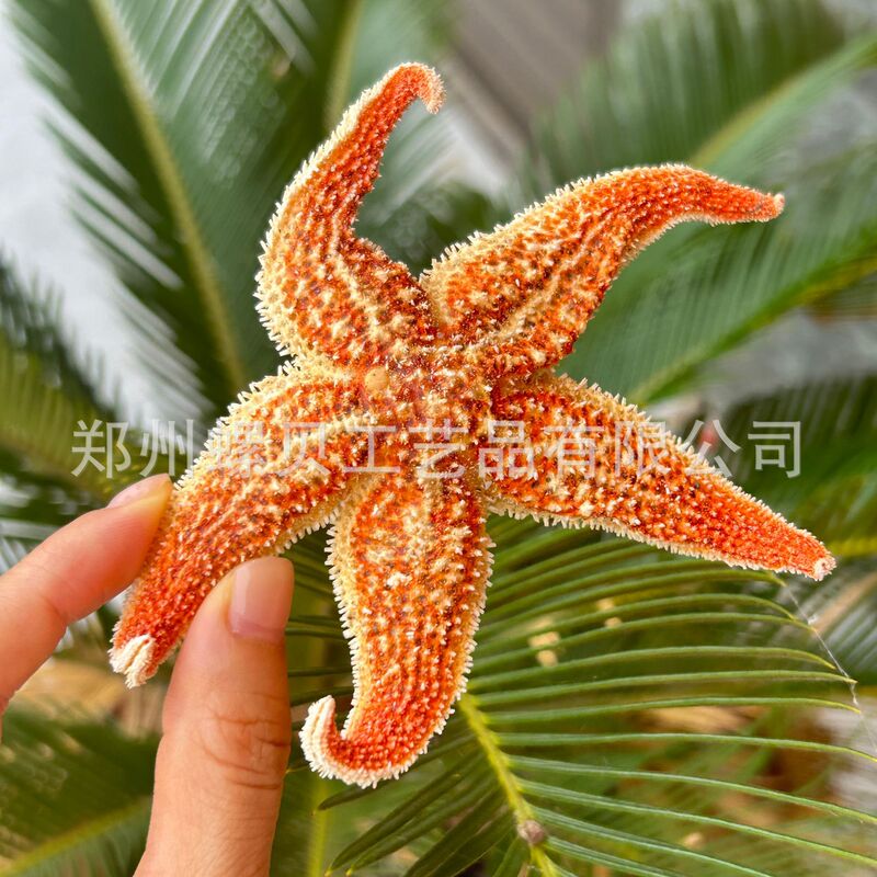 Extra Large Thorn Starfish New Arrival Big Starfish Five-Star Natural Starfish Specimen Decoration Extra Large Thorn Starfish New Arrival Big Starfish Five-Star Natural Starfish Specimen Decoration