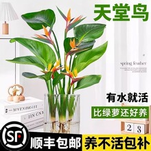 �����Bˮ��ֲ��Gֲ���Ի���ֲ���������ļ����G�҃ȿ͏d�o��ˮ��