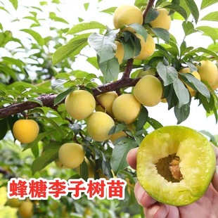 Bee Sugar Plum Saplings Grafted Extra Large Late Maturing Boneless Green Crisp Plum Saplings Planted in the North and South Sanhua Plum Saplings