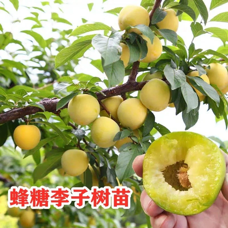 Саженцы сливы из пчелиного сахара привиты очень поздно созревания