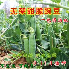 �߮a�o���㶹�N���������㶹���U�㶹���ඹ�߲˷N�Ӳ˷N�ѻ�����