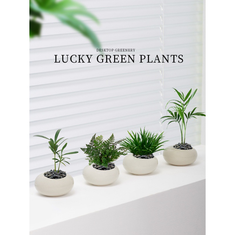 Podocarpus Mini Potted Plant Living Room Desktop Green Plant Mexican Iron Plant Office Easy to Grow Bonsai for Lazy People